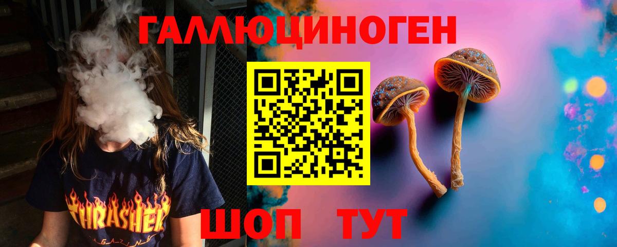 Галлюциногенные грибы Psilocybe Гудермес